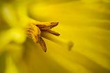 Daffodil Stamen_47734